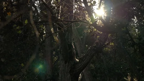 Rain in native Hawaiian forest, at sunset boom down Video stock 122658195