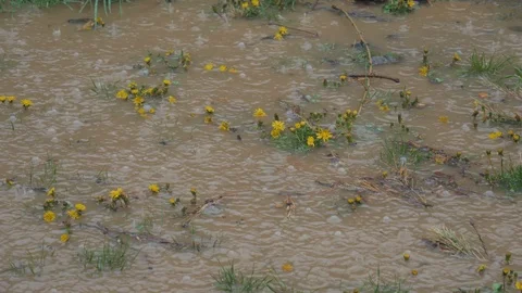 Rain in nature Stock Footage 107490991