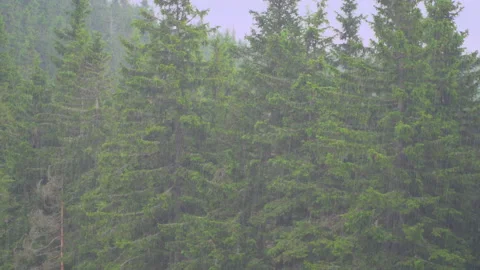 Rain in nature Video stock 145648086