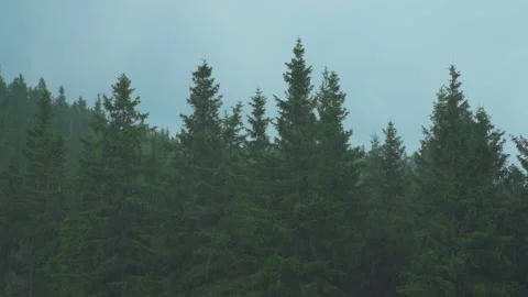 Rain in nature Stock Footage 145648499
