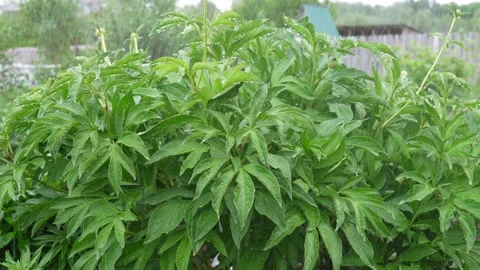 Rain in nature Stock Footage 196221800