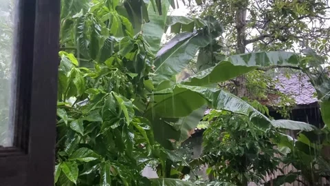 Rain nature on leaf closeup plant spring growth. Video stock 253158686