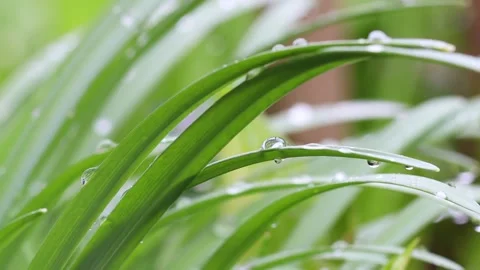 Rain nature in spring background video 4k 30fps Stock-Footage 270998349