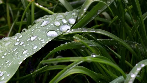 Rain nature in spring background video 4k 30fps Stock-Footage 270998548