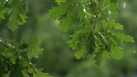 Rain in the oak grove. Stock-Footage 134707993