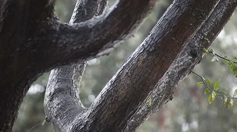 Rain on an oak tree Stock Footage 44791083