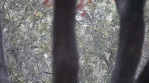 Rain in the oak trees Stock Footage 45454264