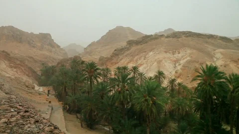 Rain in oasis of date palms Sahara Tamaqzah Tunisia Video stock 71255809