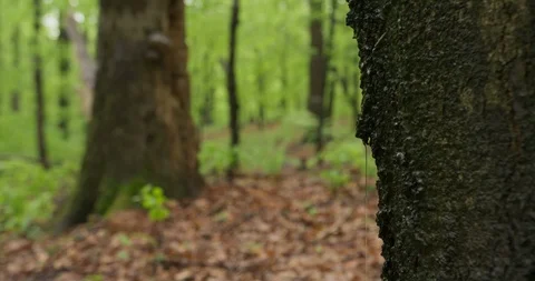Rain in the old beechwood forest, spring, 4k Stock Footage 89643092