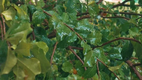Rain ona tree Stock Footage 77256058