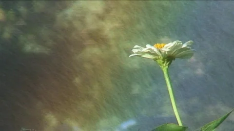 Rain or Shine Stock Footage 484748