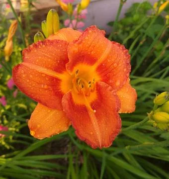 Rain on orange flower 스톡 사진