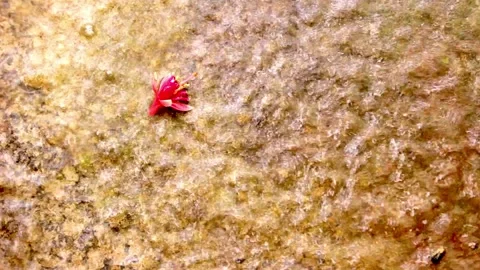 Rain on orange pavement Video stock 168858702