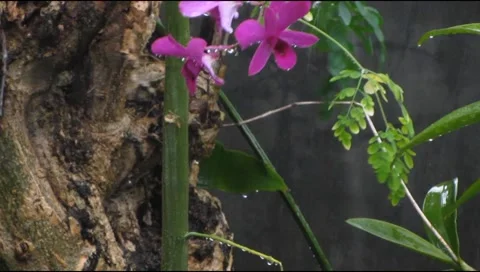 Rain orchid flower 2 Stock Footage 219494556