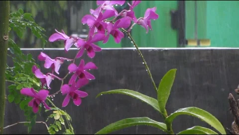 Rain orchid flower Stock Footage 219493926