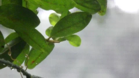 Rain Out The Window 3 Stock Footage 131688552
