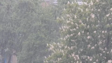Rain outside the window goes to the residential array of trees 動画素材 100744765