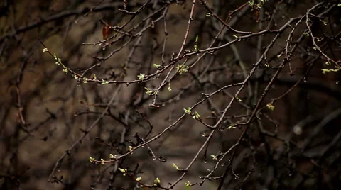 Rain over Blossoms Stock Footage 6532329