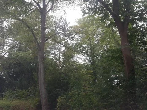 Rain over forest trees Stock Photos
