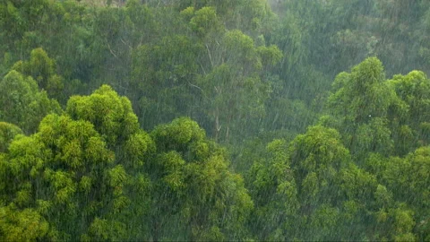 Rain over a green tropical forest Stock Footage