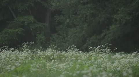 Rain over meadow Stock Footage 60664896