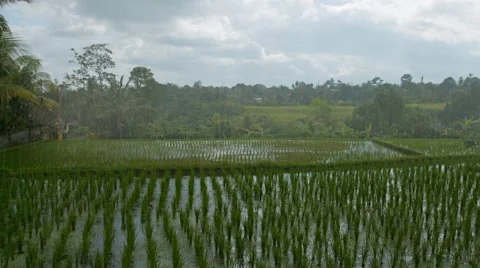 Rain over the rice fields. Video UltraHD Stock Footage 61518541