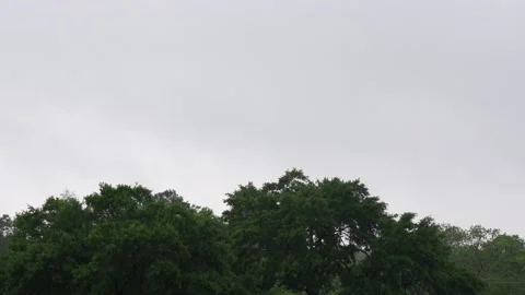 Rain over the trees, cloudy day, 4k Vídeo Stock 132010168