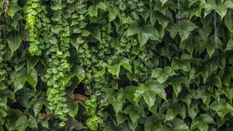 Rain over wall covered with Boston ivy - Timelapse Stock Footage 137921743