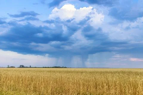 Rain over wheat field Stock Photos