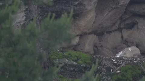 Rain. Owl nest on the rock ledge. Wildlife scene from wild nature. Big Eurasian  Stock Footage 245151817