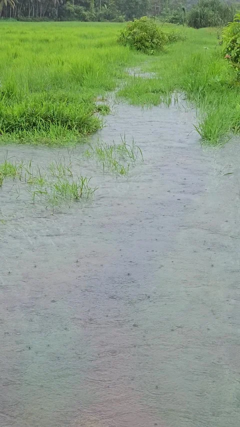 Rain in Paddy field Stock Footage 246901226