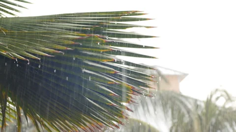 Rain on Palm Branch Stock Footage 33549224