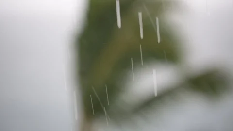 Rain on the Palm Stock Footage 105218743