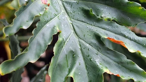 Rain on a palm leaf 4k 60 fps Stock Footage 193900892