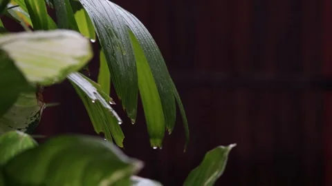 Rain on Palm Leaves Stock Footage 278513157