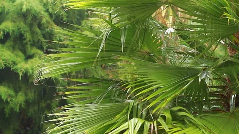 Rain, palm tree with drops Stock Footage 72408628