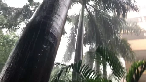 Rain, palm trees and wind Stock Footage 136182994