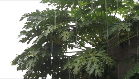 Rain on the papaya tree 2 Stock Footage 219306167