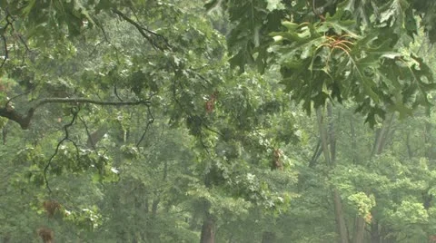 Rain in the park Stock Footage 11690208
