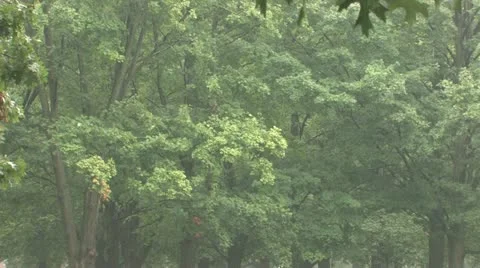 Rain in the park Stock Footage 11690572