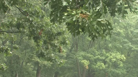 Rain in the park Stock Footage 11690951