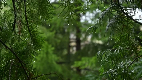 Rain in the park Stock Footage 190344575