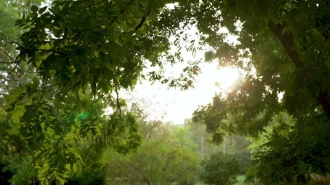 Rain in the Park Forest, Raindrops Fall and Flow down from the Foliage of Trees. Video stock 160805175