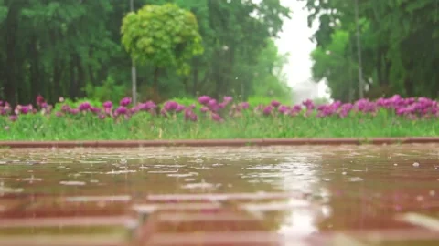 Rain in park green trees and flowers on background slowmotion0 Stock Footage 201285213