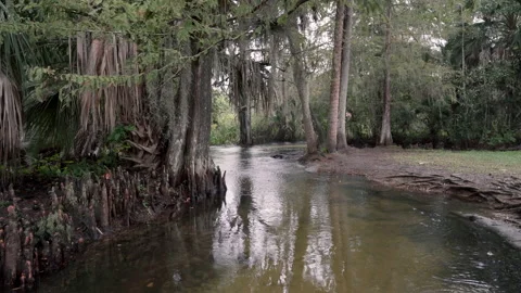 Rain in a park stream with cypress trees Stock Footage 187298184
