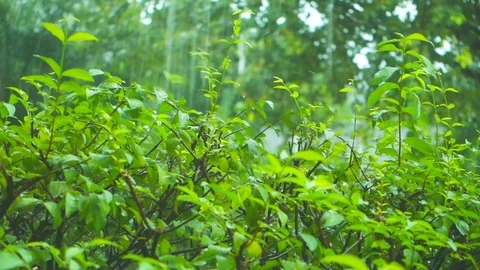 Rain in the Park on a summer day Stock Footage 80243410