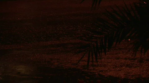 Rain on Pavement with Palm Stock Footage 568722