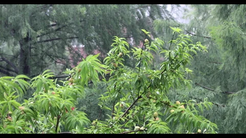 Rain on Peach Vídeos de archivo 130484342
