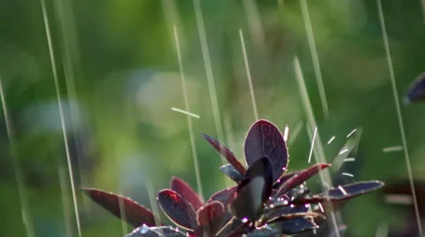 Rain on petals of barberry Stock Footage 25412956