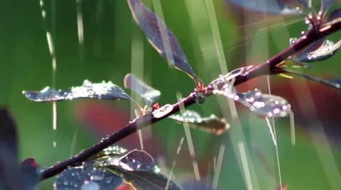 Rain on petals of barberry Stock Footage 25414016